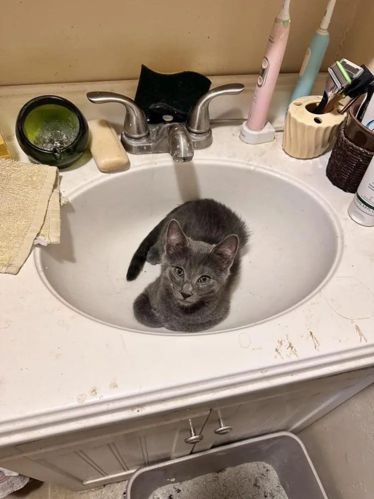 Midnight thumbnail 2