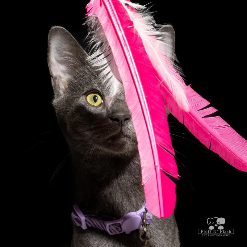 Midnight thumbnail 3