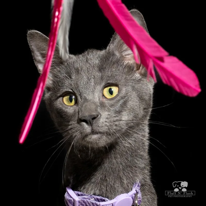 Midnight thumbnail 4