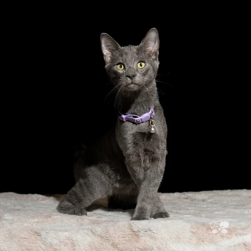 Midnight thumbnail 5