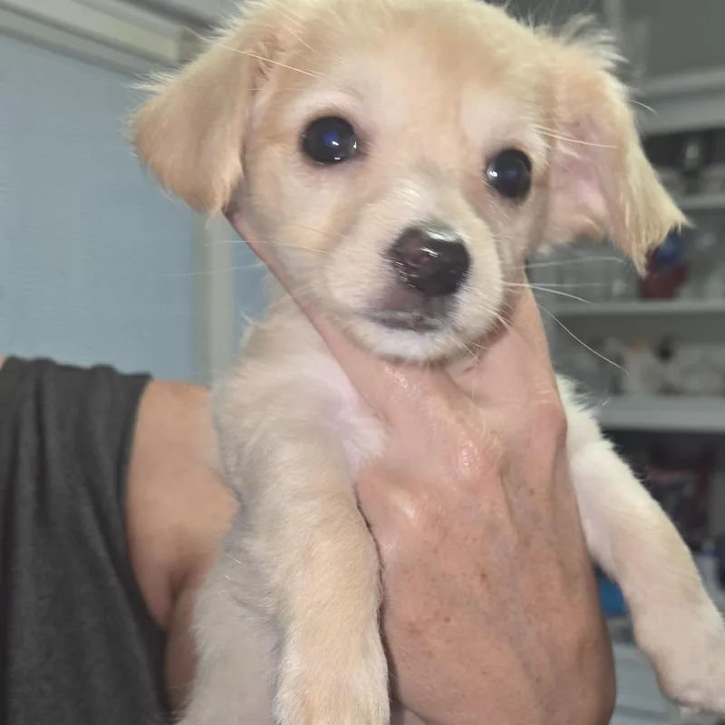 A baby small-sized female Yellow / Tan / Blond / Fawn Chihuahua dog named Thalia for adoption in Montgomery, TX