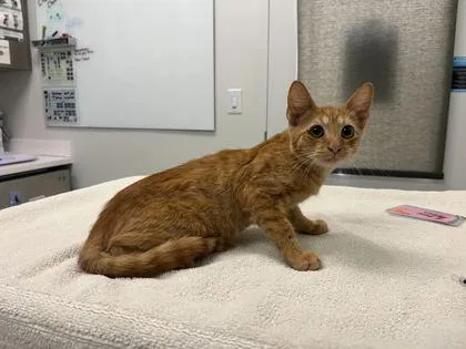 A baby small-sized male Orange / Red Domestic Short Hair cat named Shane Dawson for adoption in Kansas City, MO