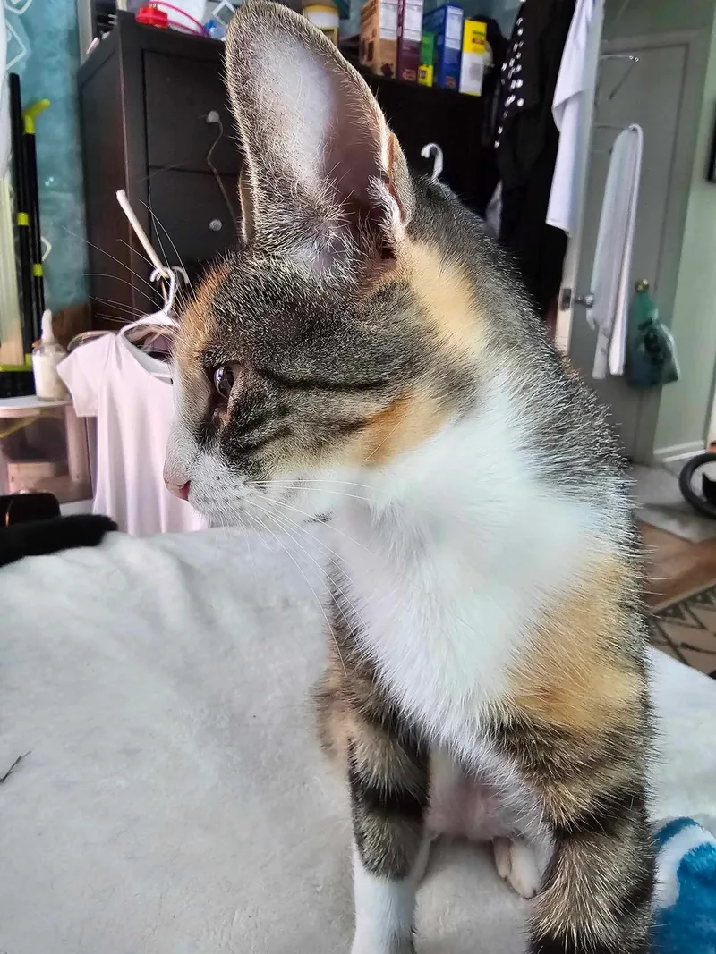 Chanelle thumbnail 2