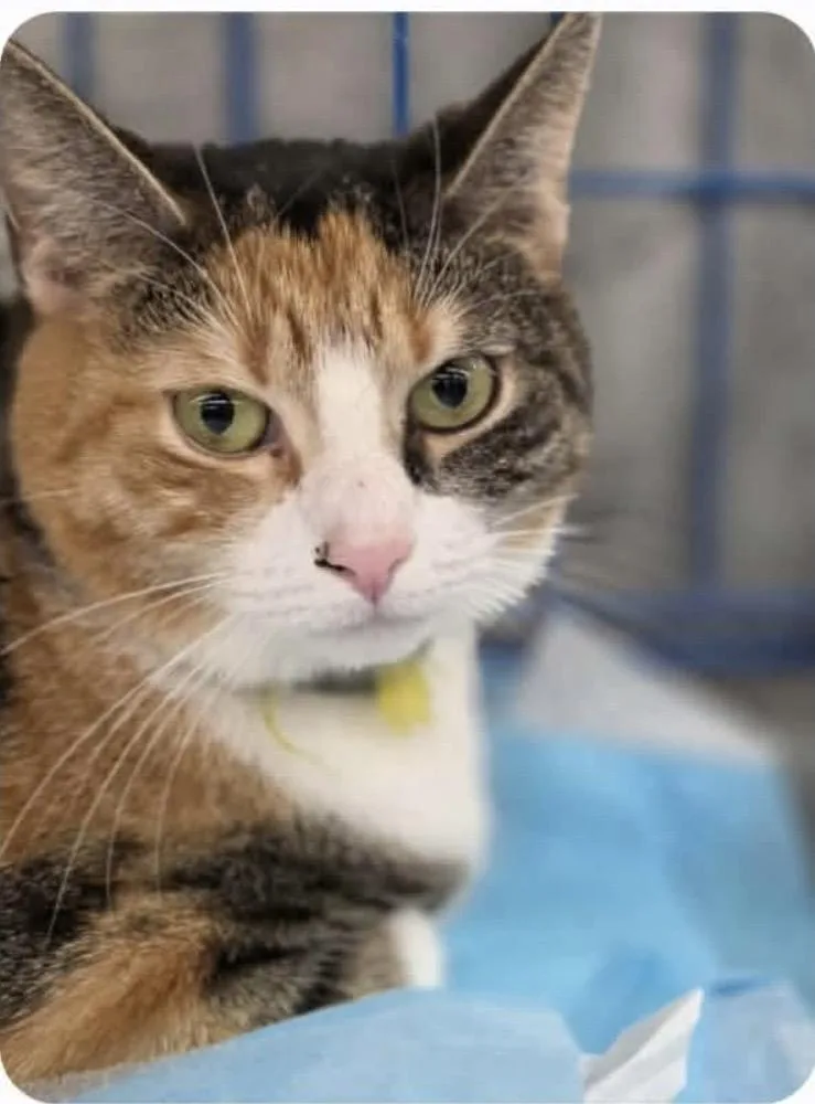 Chanelle thumbnail 3