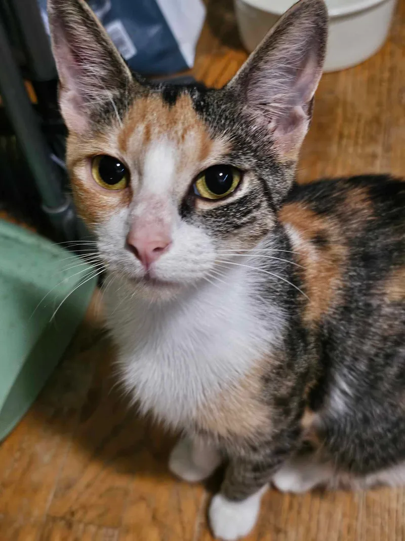 Chanelle thumbnail 4