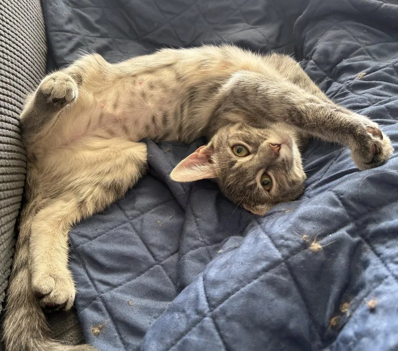 A baby medium-sized female Gray / Blue / Silver Domestic Medium Hair cat named Taffy Sweet for adoption in Kansas City, MO