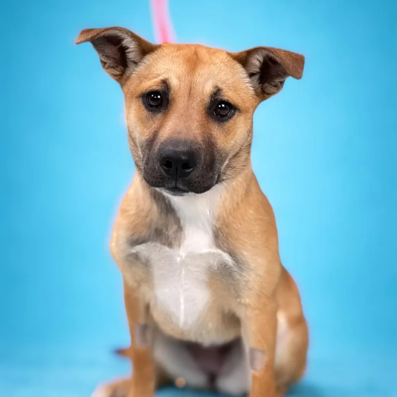 A baby medium-sized female Yellow / Tan / Blond / Fawn Shepherd dog named Grace for adoption in Enid, OK