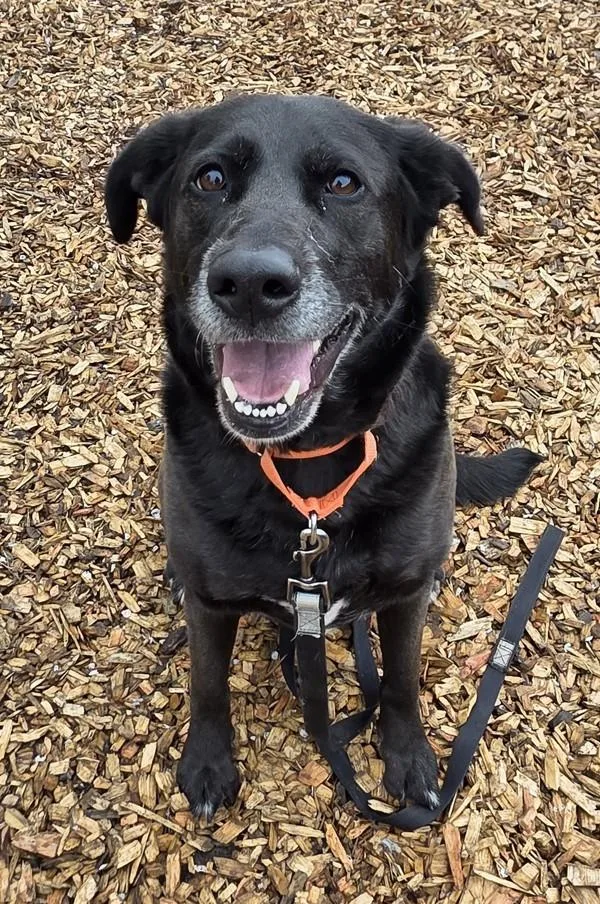 An adult large-sized female Labrador Retriever dog named Nixie for adoption in Salem, OR