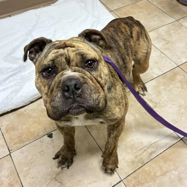 An adult medium-sized female English Bulldog dog named Phoebe for adoption in Troutdale, OR