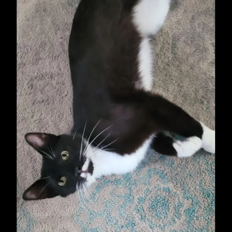 A baby small-sized male Domestic Short Hair cat named Mr. Muffin Man for adoption in Muncie, IN