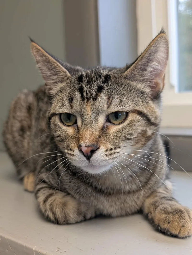 A young medium-sized female Domestic Short Hair cat named Squirrel for adoption in Waupun, WI