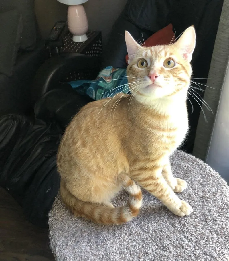 A young medium-sized female Tabby (Orange / Red) Domestic Short Hair cat named Lucy for adoption in Las Vegas, NV