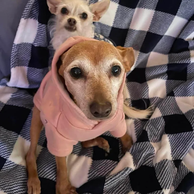 Hula Hoop thumbnail 3