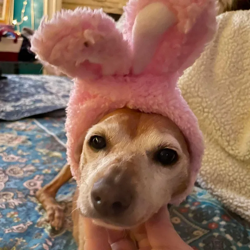 Hula Hoop thumbnail 4