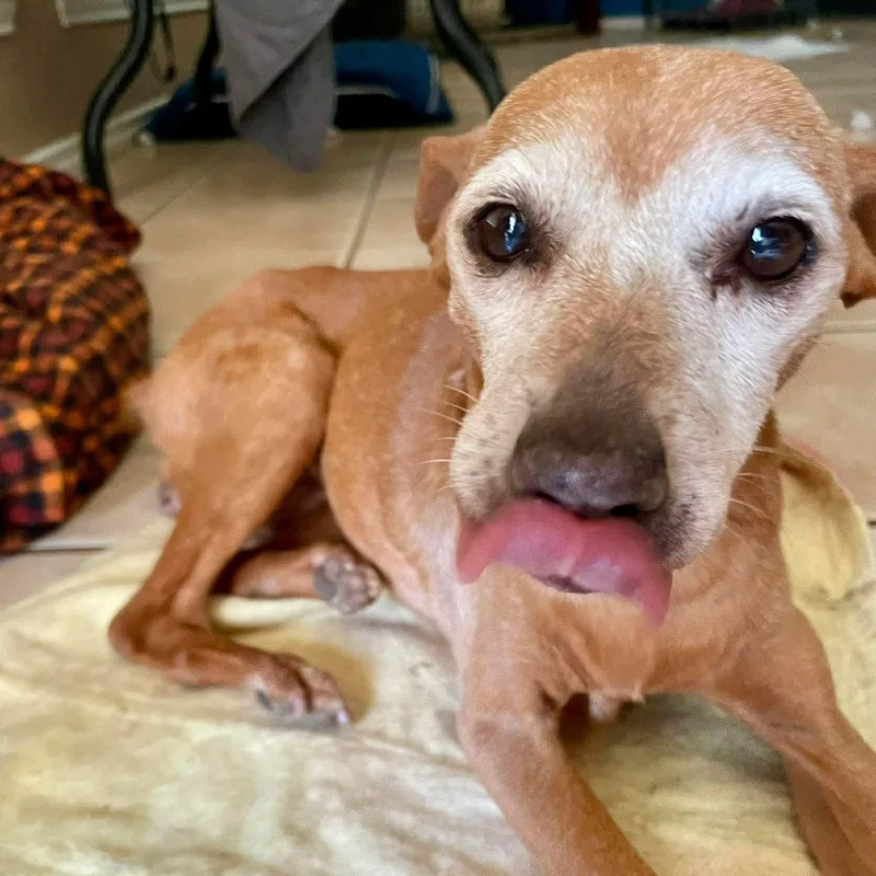 Hula Hoop thumbnail 5