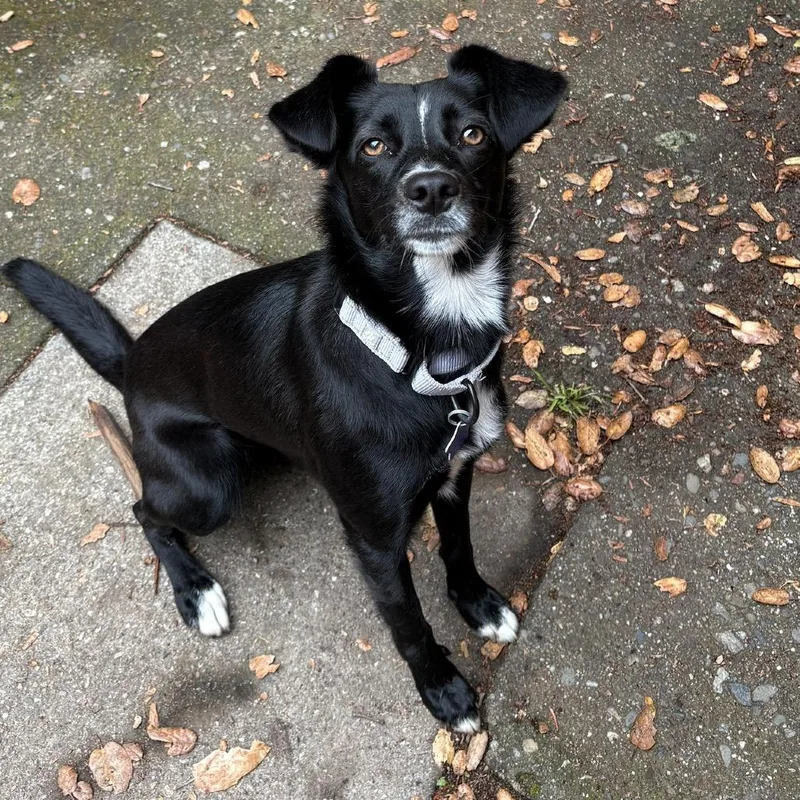 A young small-sized female Black Mixed Breed dog named Daisy for adoption in San Francisco, CA