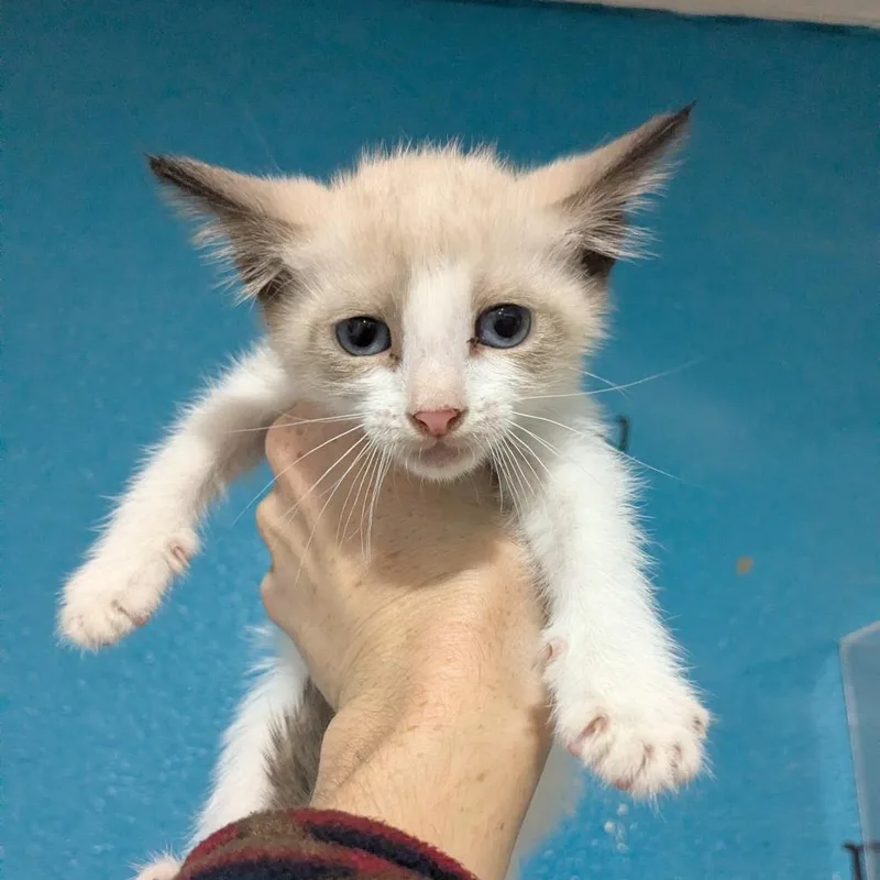 A baby small-sized female Seal Point Domestic Short Hair cat named Sabrina for adoption in Wahiawa, HI
