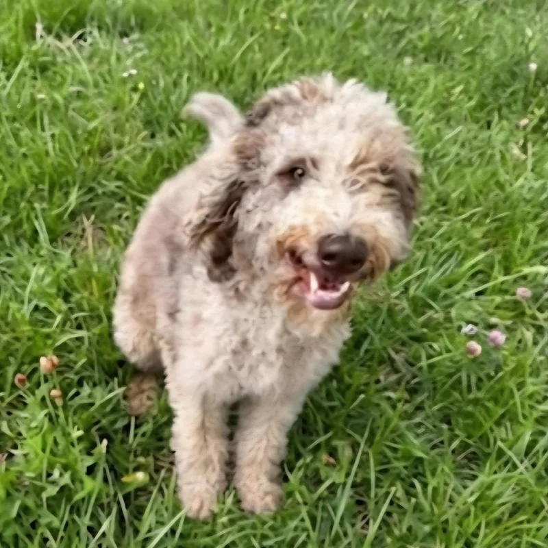 A young medium-sized female Gray / Blue / Silver Labradoodle dog named Ruby for adoption in Athens, AL