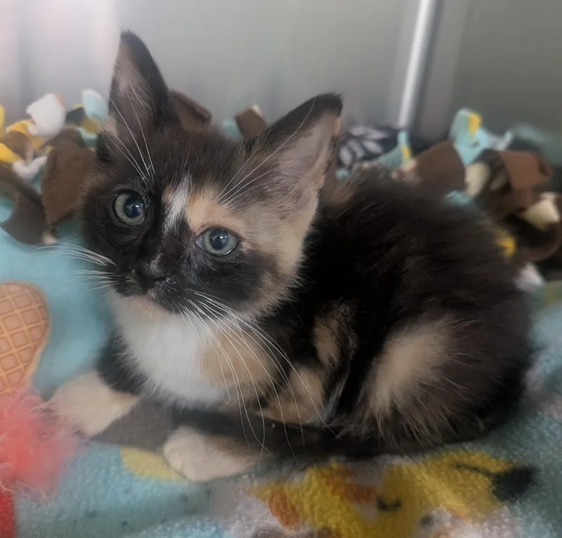 A baby small-sized female Calico Domestic Short Hair cat named Gloves for adoption in New Ulm, MN