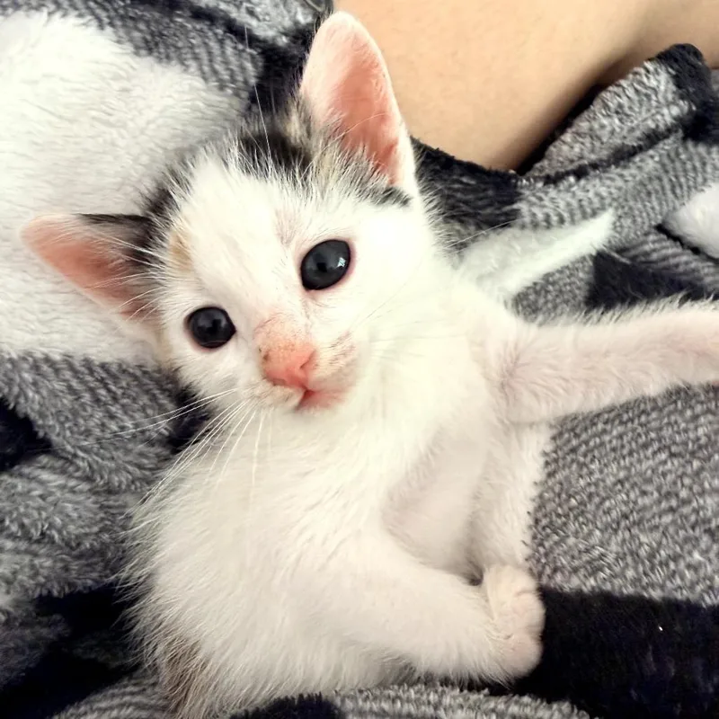 A baby small-sized female White Domestic Short Hair cat named Pineapple for adoption in Long Beach, CA