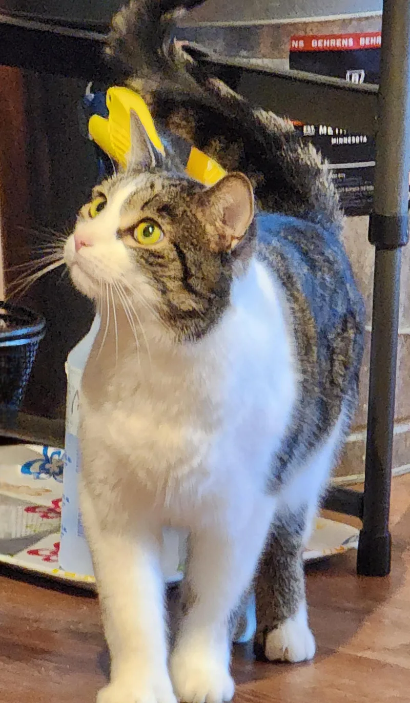 Shiloh+ Sissybonded Pair thumbnail 2