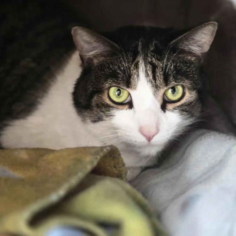 Shiloh+ Sissybonded Pair thumbnail 4