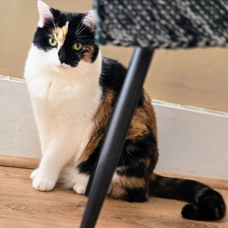 Shiloh+ Sissybonded Pair thumbnail 6