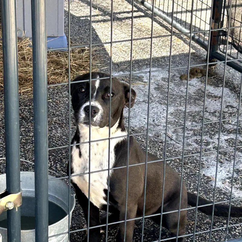 An adult medium-sized female Black Pit Bull Terrier dog named Sally for adoption in Dillon, SC