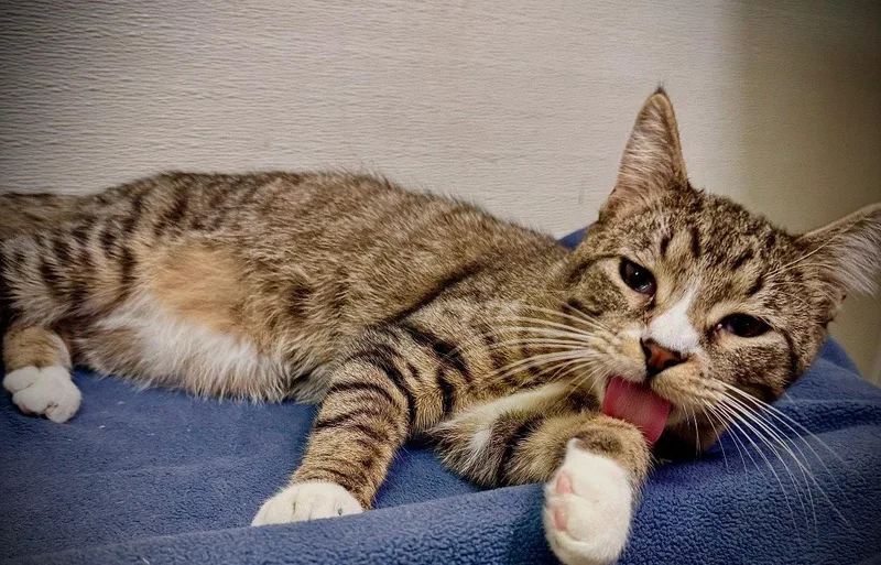 A young medium-sized male Domestic Short Hair cat named Soda for adoption in Cary, NC