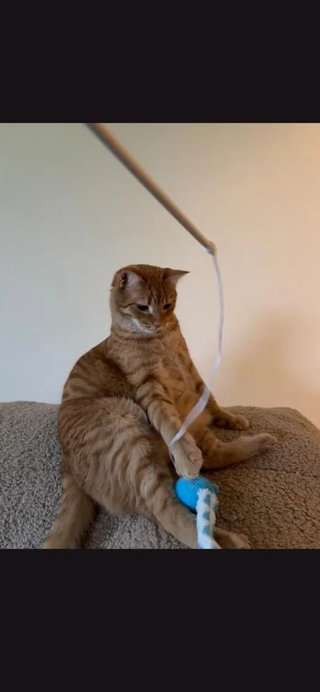 An adult large-sized male Tabby (Orange / Red) Domestic Short Hair cat named Wasabi for adoption in Metamora, IL
