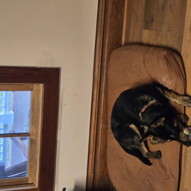 Boone thumbnail 2
