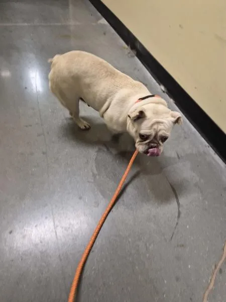 An adult small-sized female French Bulldog dog named Ic for adoption in Lawrenceville, GA