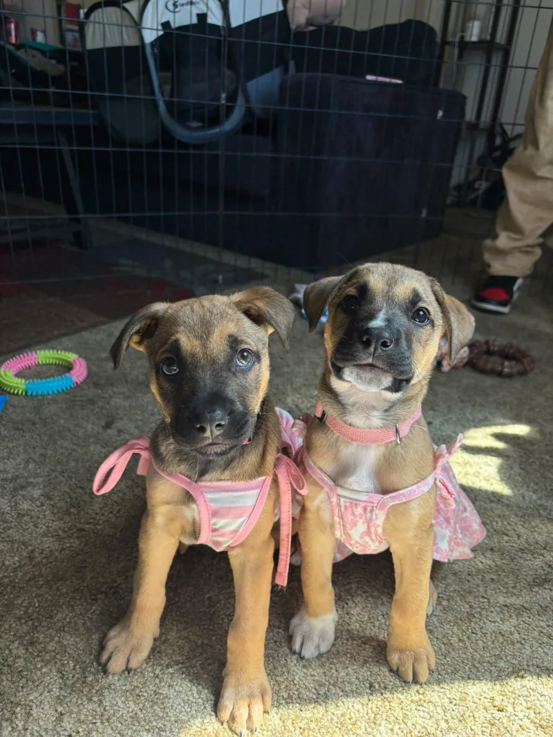 A baby medium-sized female Yellow / Tan / Blond / Fawn Pit Bull Terrier dog named Violet for adoption in Hayward, CA