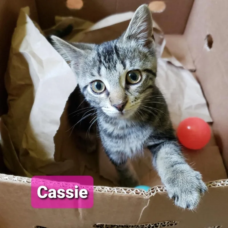 A baby small-sized female Brown / Chocolate Domestic Short Hair cat named Cassie for adoption in Carmel, IN