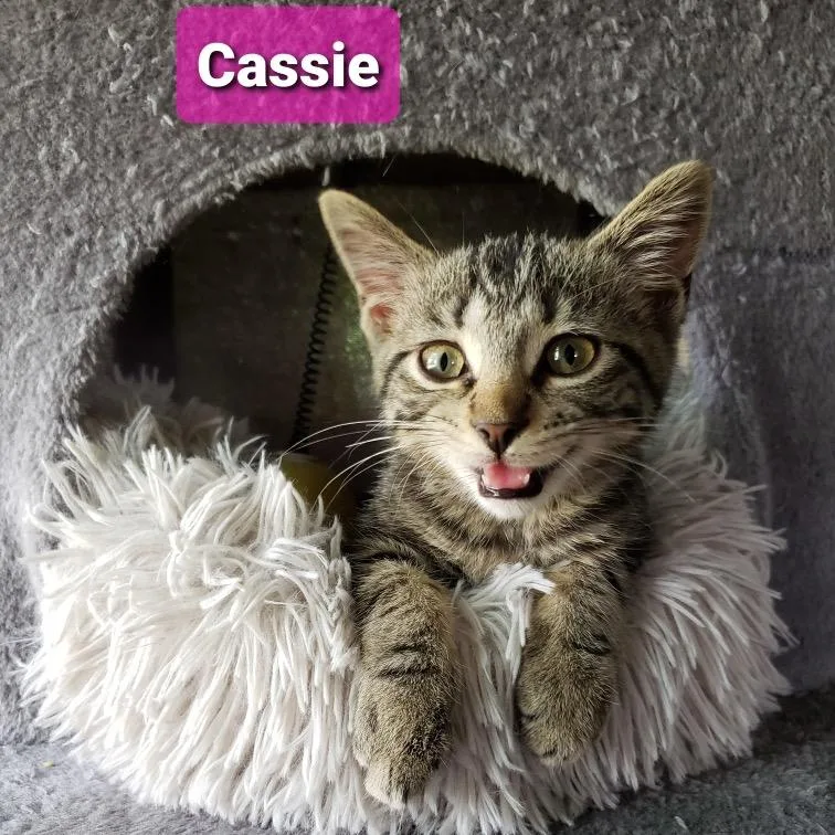 Cassie thumbnail 2
