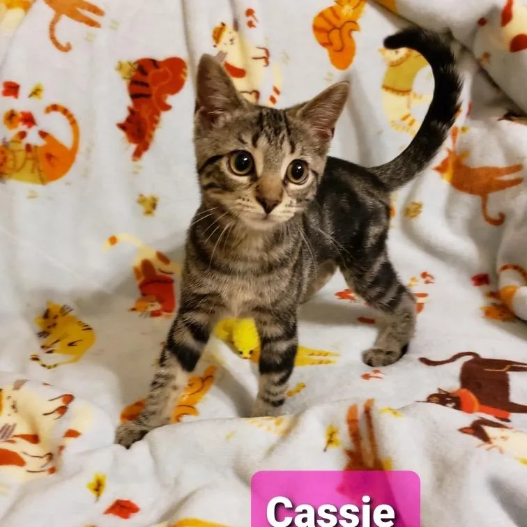 Cassie thumbnail 3