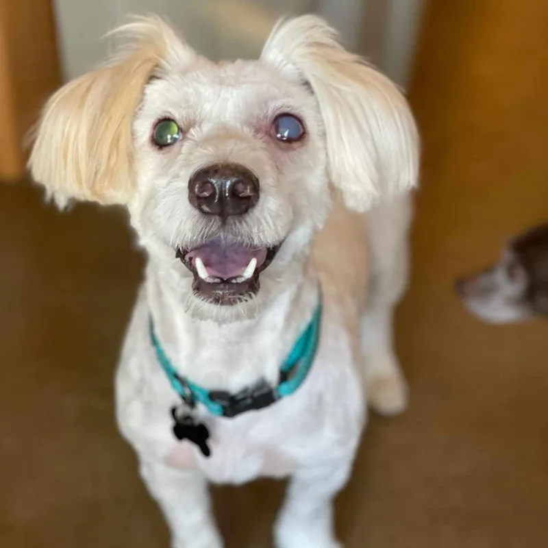 An adult small-sized female Dachshund (Long Haired) dog named Greta for adoption in Marana, AZ