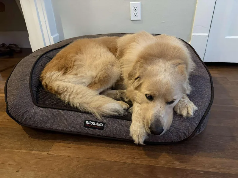An adult large-sized female Golden Retriever dog named Dolly for adoption in Houston, TX