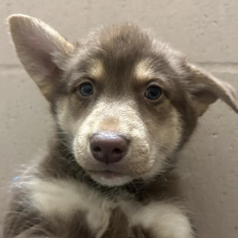 A baby small-sized female Brown / Chocolate Husky dog named Aprilia for adoption in Tacoma, WA