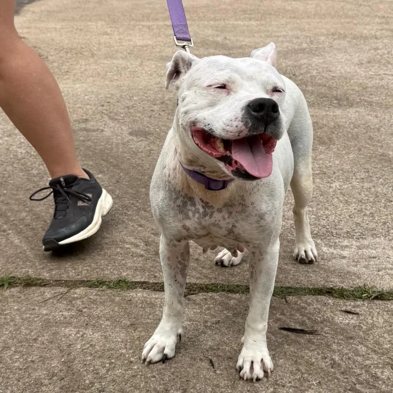 A young medium-sized female White / Cream American Staffordshire Terrier dog named Freckles for adoption in Spring, TX