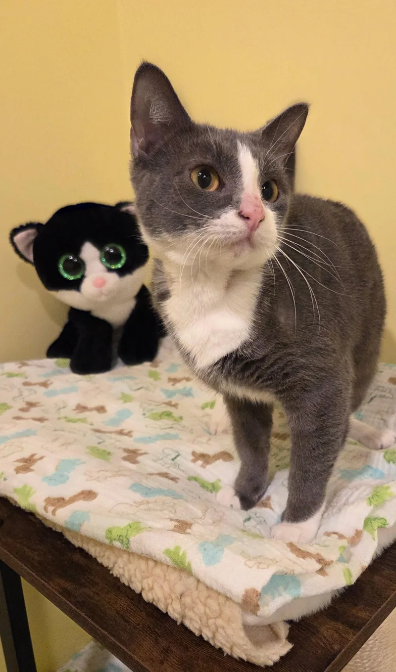 A baby medium-sized female Gray & White Domestic Short Hair cat named Ladybug for adoption in Allentown, PA