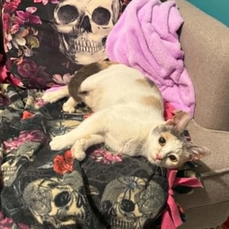 An adult medium-sized female Dilute Calico Domestic Short Hair cat named Faye for adoption in Antioch, CA