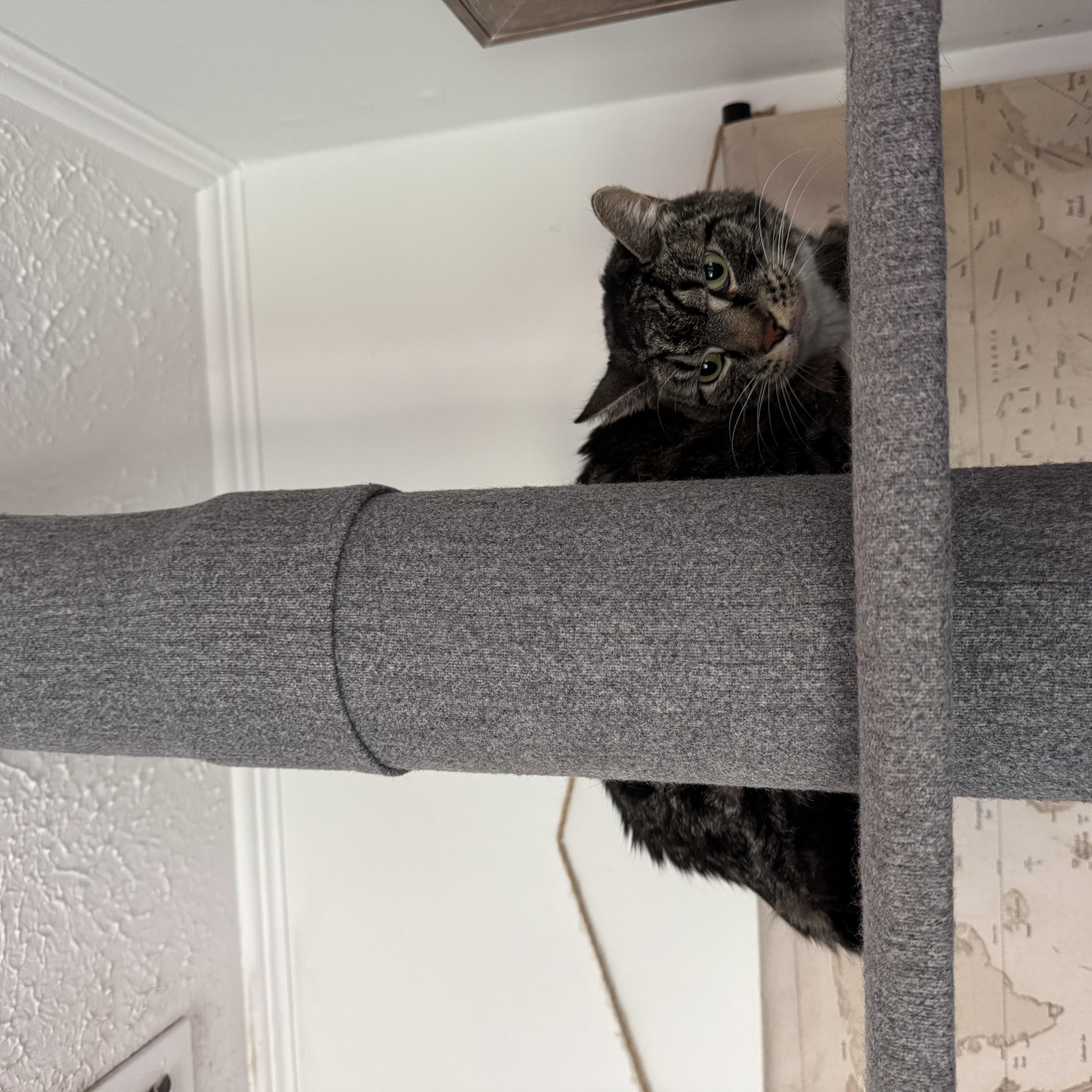 A senior large-sized male Tabby (Brown / Chocolate) Domestic Short Hair cat named Traveler for adoption in largo, FL