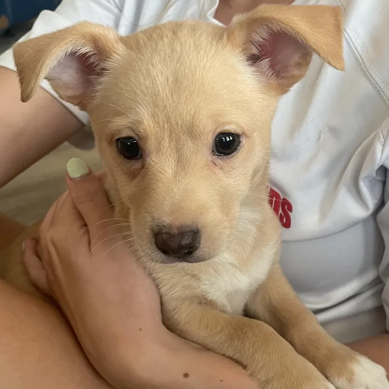 A baby medium-sized female Yellow / Tan / Blond / Fawn Terrier dog named Mint for adoption in La Grange, KY