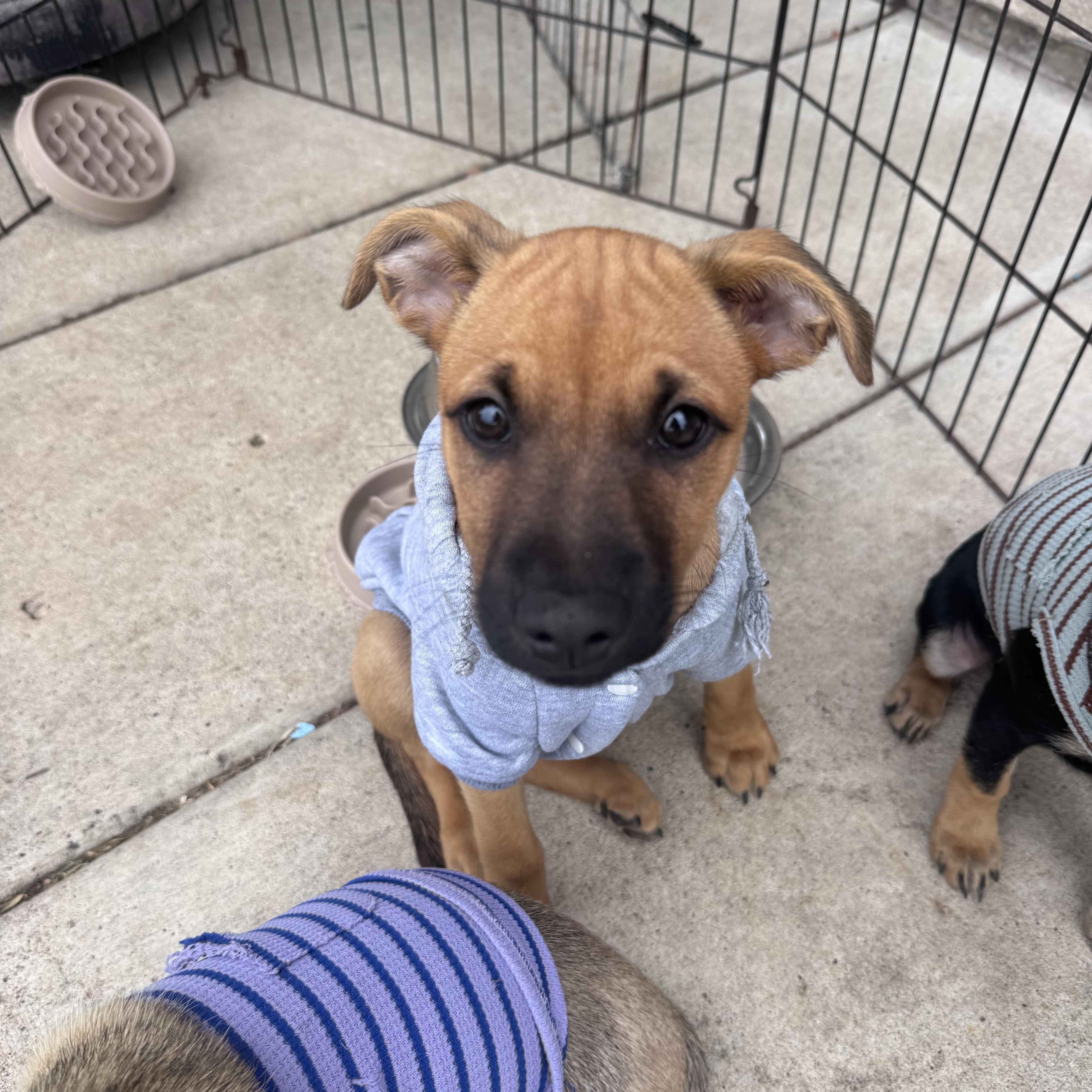 A baby small-sized female Brown / Chocolate Border Terrier dog named Rebeca for adoption in San Diego, CA