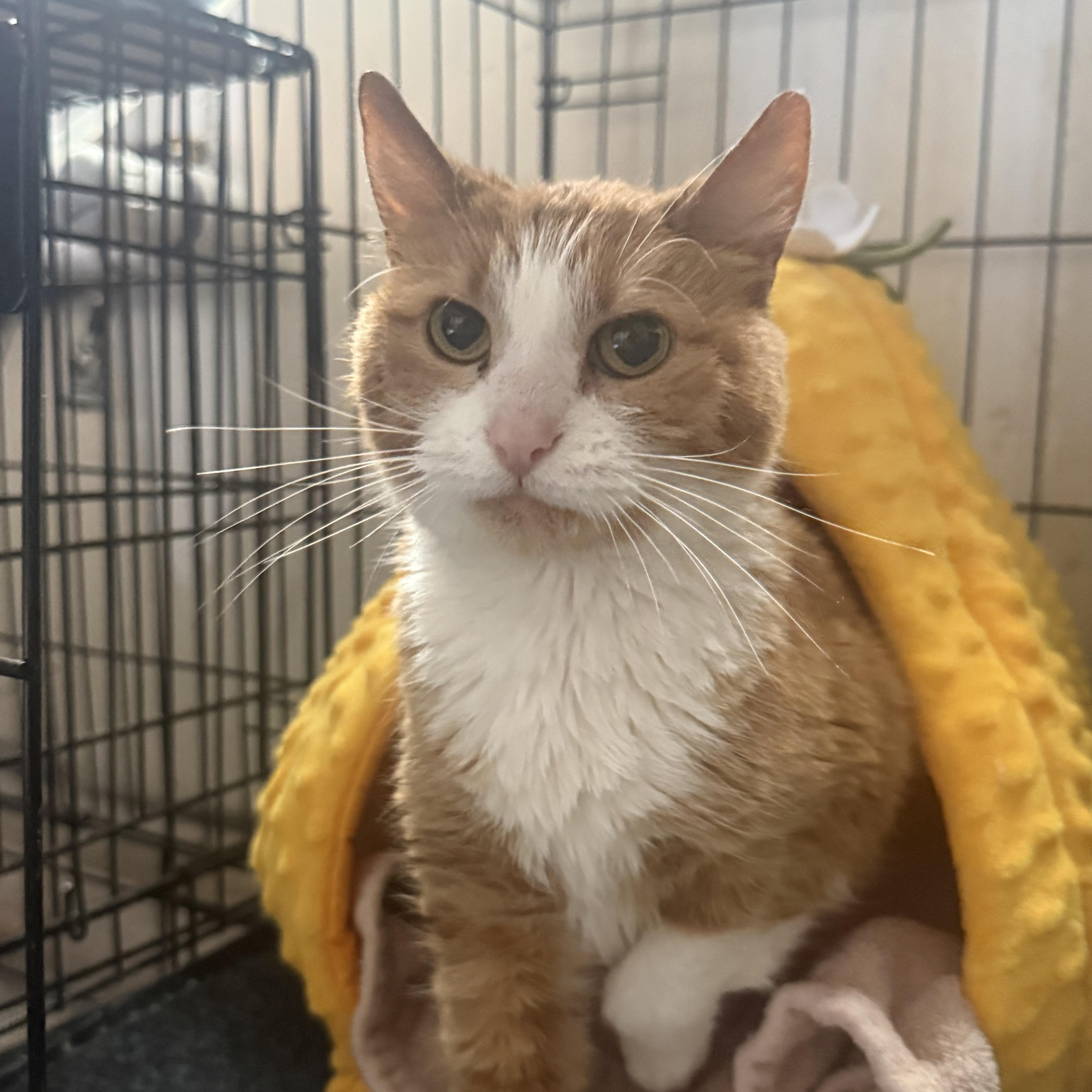 A senior medium-sized female Domestic Short Hair cat named Lowkey for adoption in Blaine, MN
