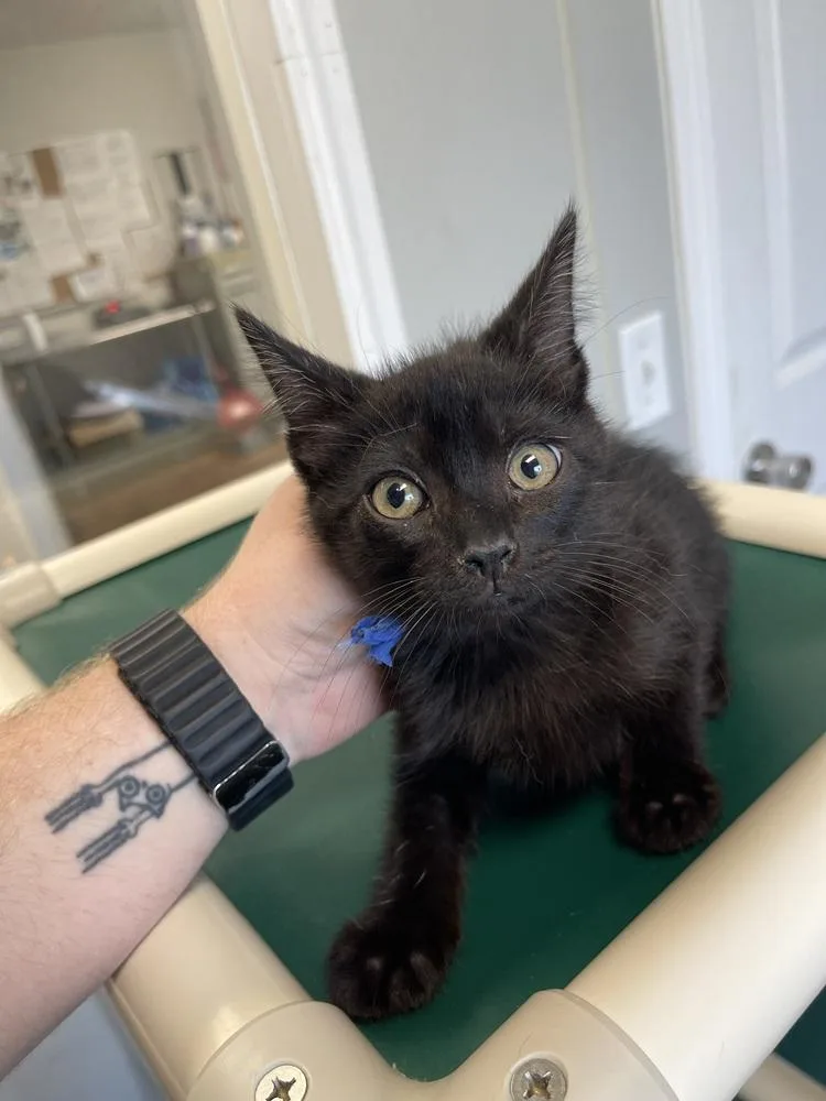 A baby medium-sized male Black Domestic Short Hair cat named Frodo for adoption in Bolivar, MO