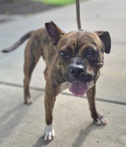 An adult medium-sized female Boxer dog named Jazza for adoption in Dayton, OH