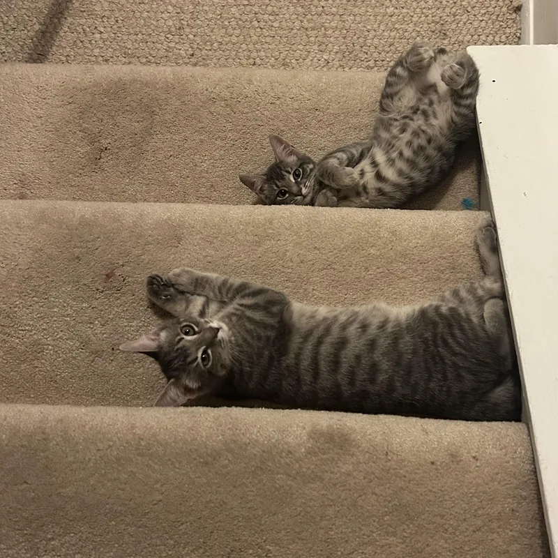 A baby small-sized male Tabby (Gray / Blue / Silver) Domestic Short Hair cat named Kurt for adoption in Fairfax Station, VA