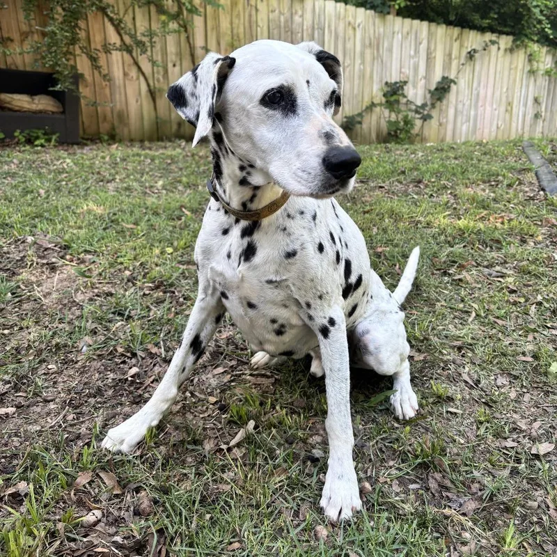 A senior small-sized male White / Cream Dalmatian dog named Courtesy Listing  Cooper for adoption in Tuscaloosa, AL